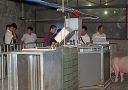 中粮集团饲料部门参观万春机械的试验猪场