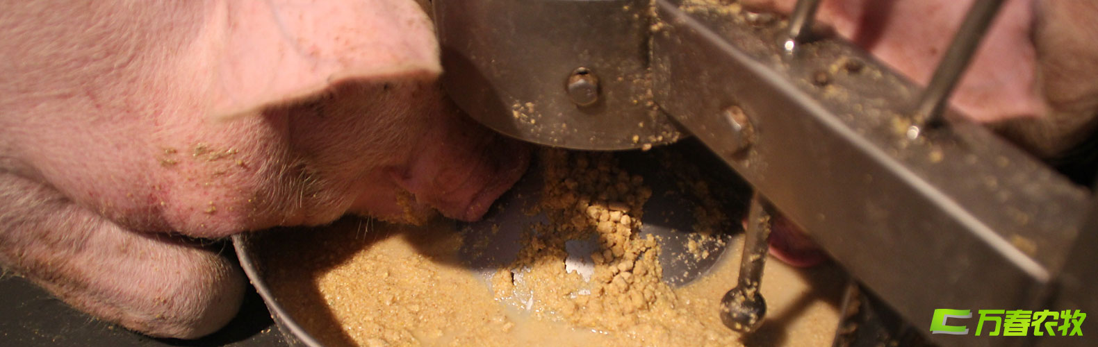 猪用湿拌饲料自动饲喂器与系统-四川成都万春农牧机械