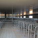成都邛崃嘉林生态黑猪场采用的万春机械散养母猪限位栏