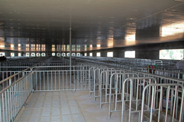 邛崃嘉林生态猪养殖示范园限位栏安装实景
